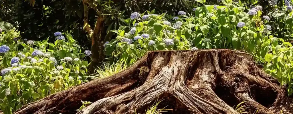 Stump removal service in manchester