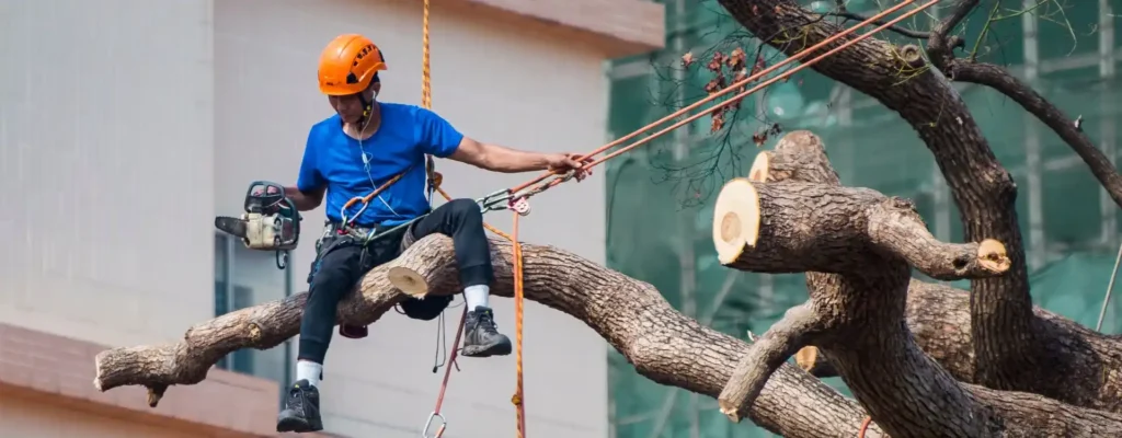 Tree pruning service in manchester