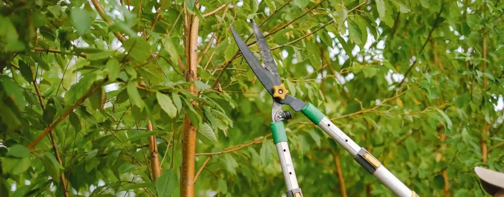 Tree trimming service in manchester